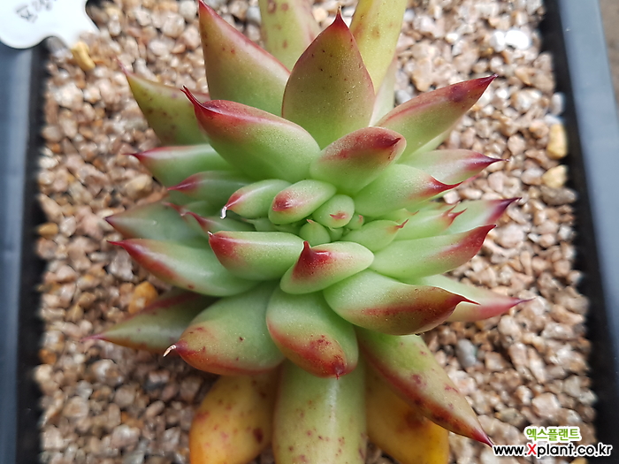 弗兰克缀化 多肉植物