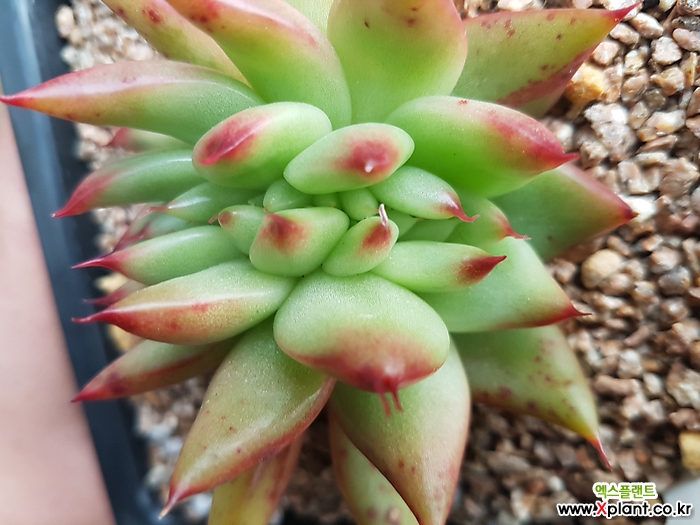 弗兰克缀化 多肉植物