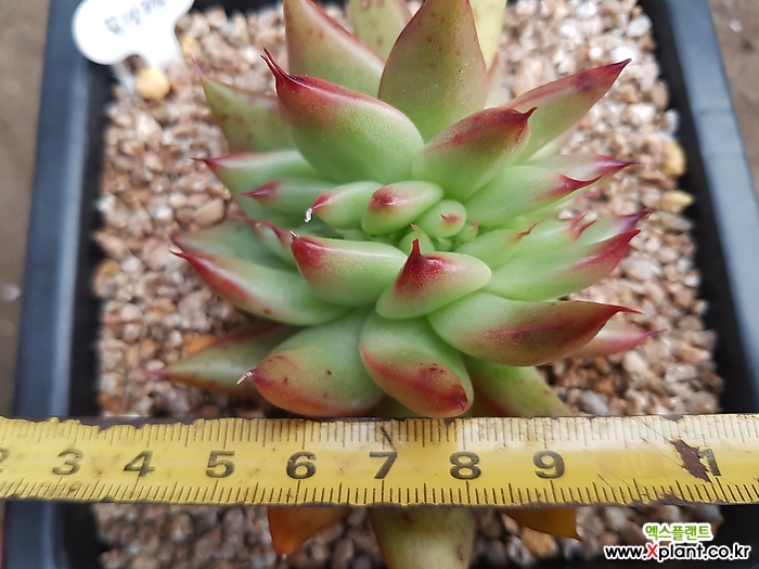 弗兰克缀化 多肉植物