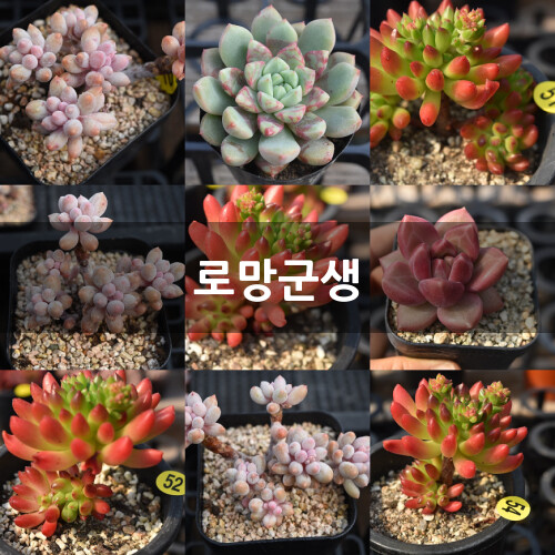 로망군생 다육식물