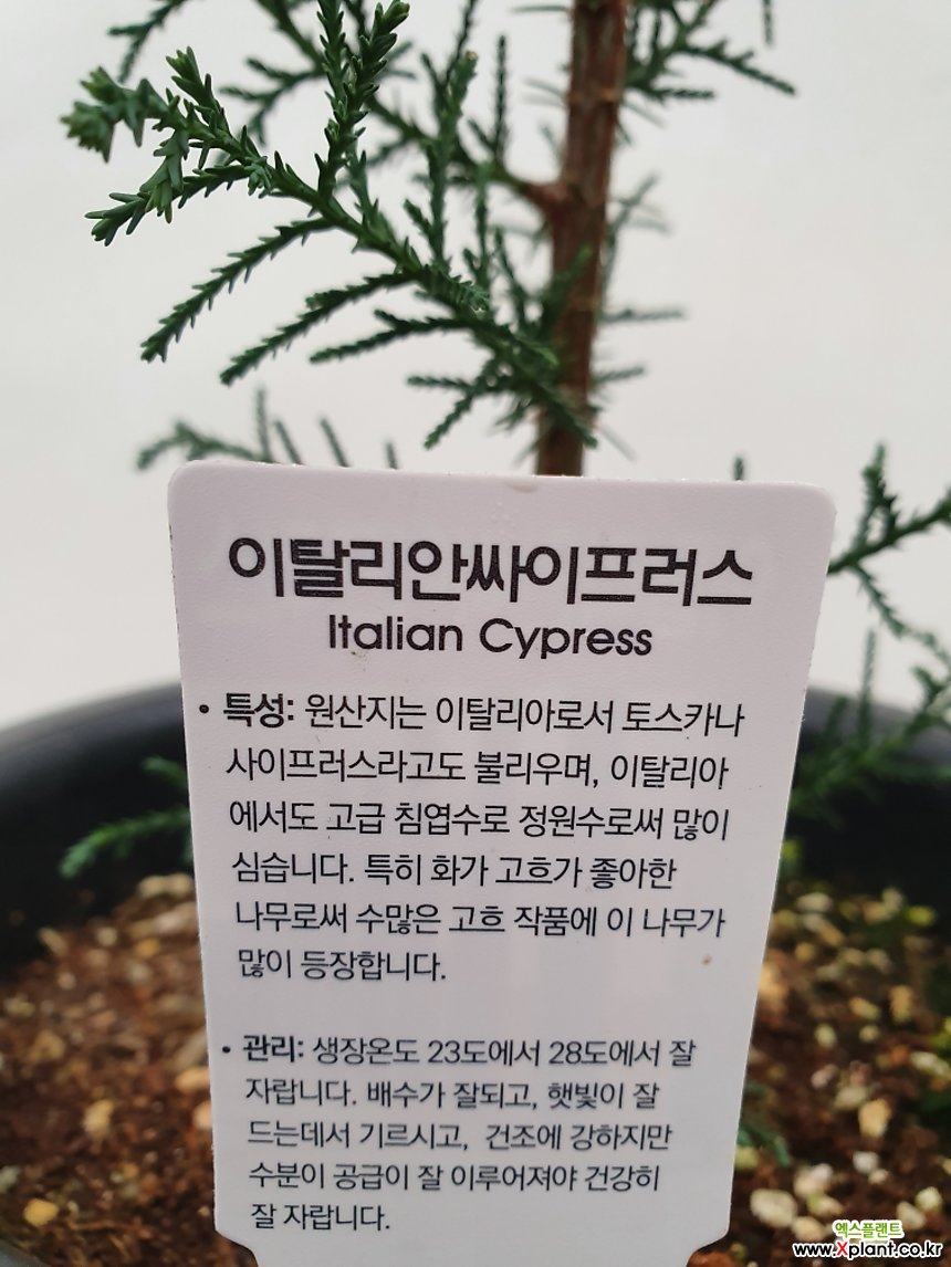 이탈리안싸이프러스 야생화