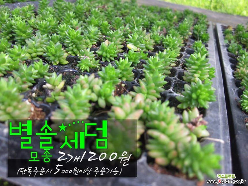 별솔세덤 (애기솔세덤)  다육모종 2개 1200원 (단품목 5000원 이상배송가능 모종
