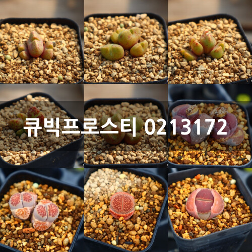 5112雪锦星0213172 多肉植物