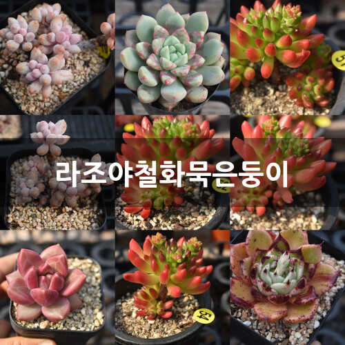 拉霍亚缀化老庄 多肉植物