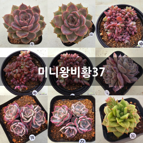 美尼王妃晃37 多肉植物