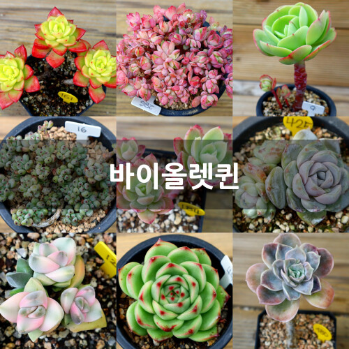 紫罗兰皇后 多肉植物