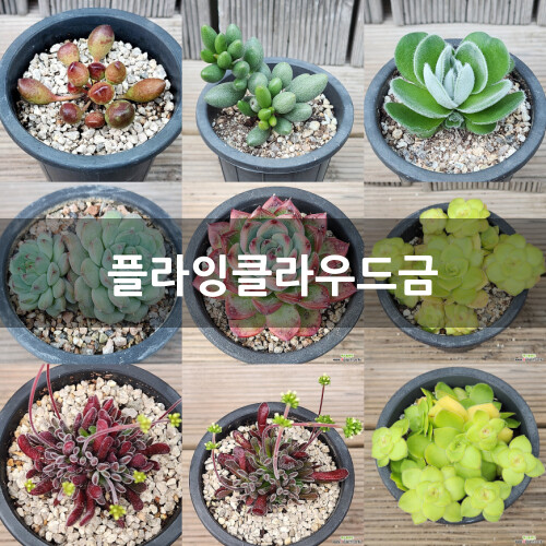 飞云锦 多肉植物