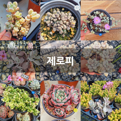 기차길옆다육이