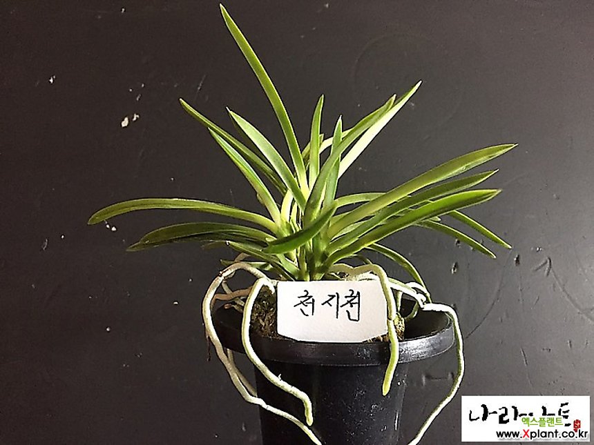 천지천/난/풍란/동양란/목부작/분경/석부작/나라아트 풍란(보급종)