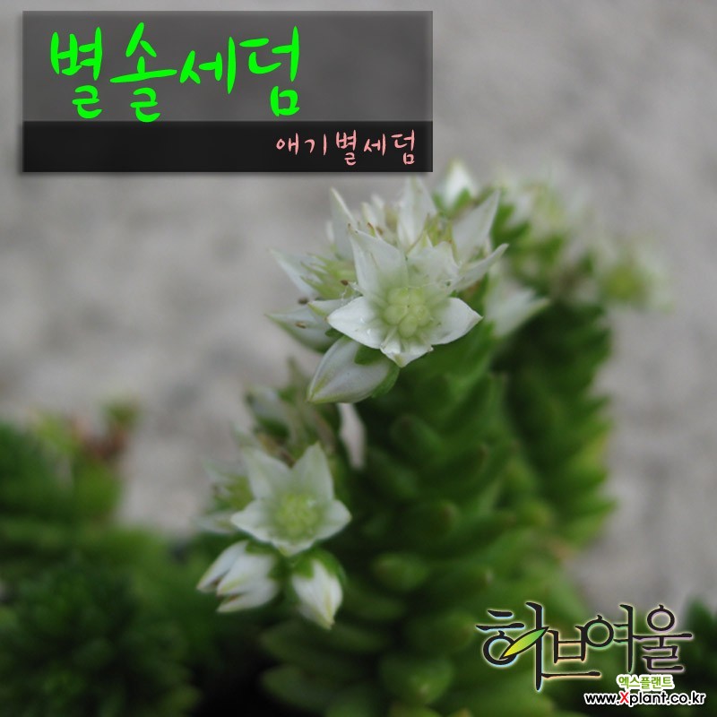 별솔세덤 (애기솔세덤) 지름 15cm 중품 세덤화분 다육식물