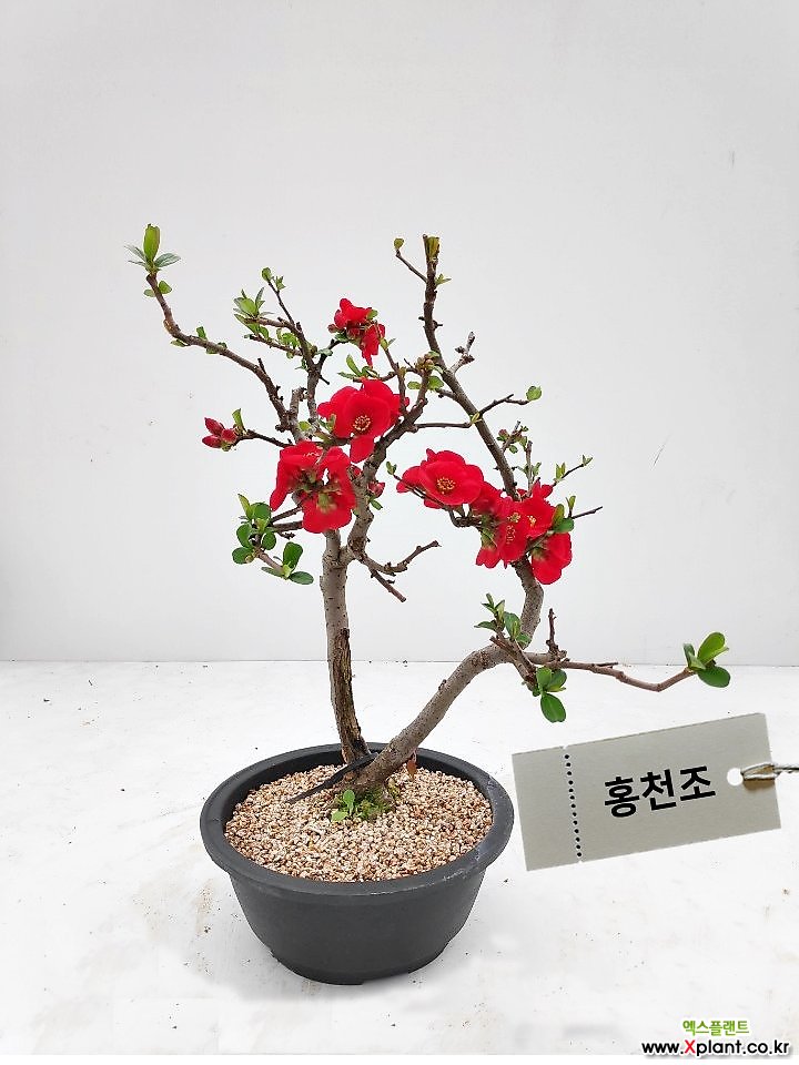 홍천조 명자나무 산당화 분재 분재