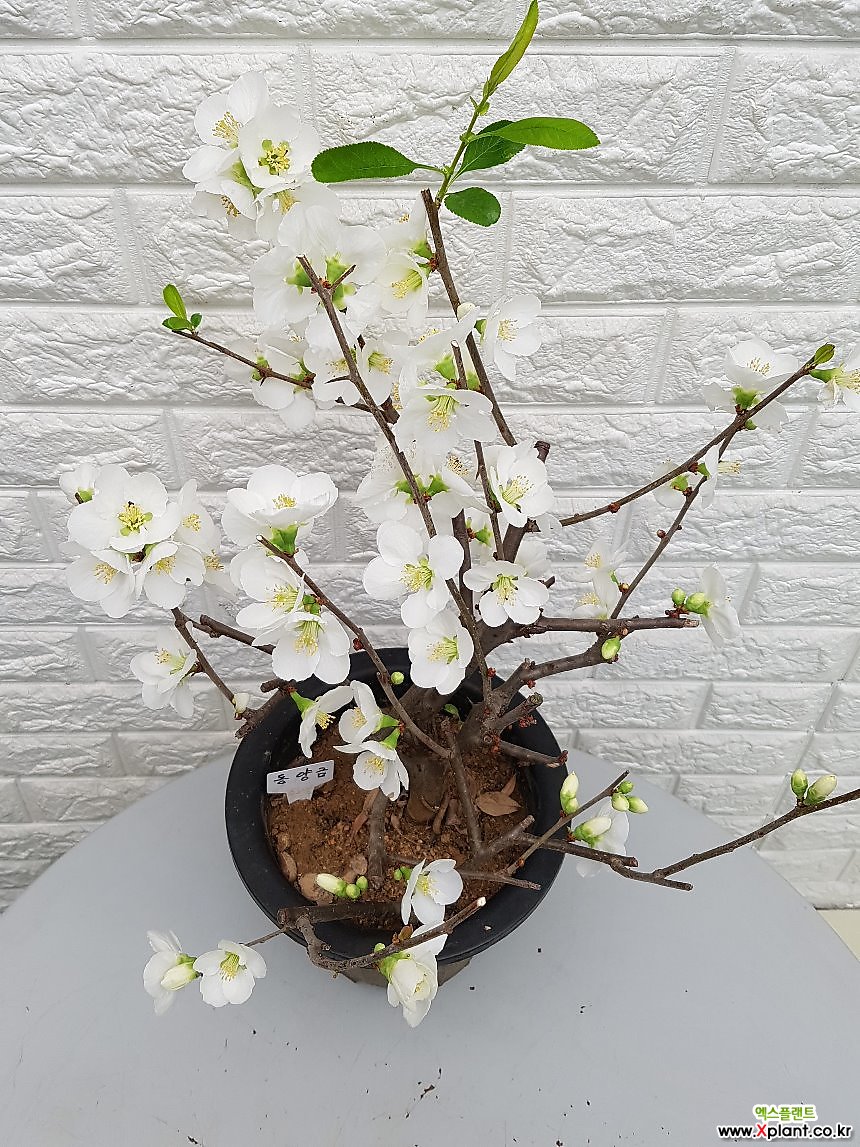 ♥명자나무 동양금60 ♥동일품배송 야생화