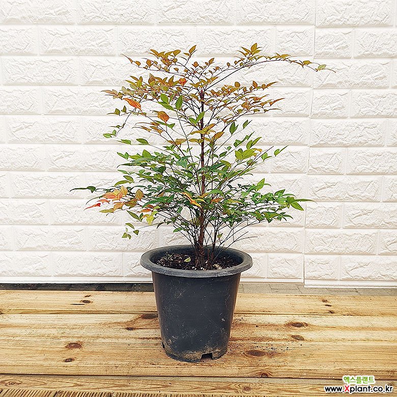 사계절 다른 매력의 남천 높이 약 60cm 내외 [하늘꽃농원] 공기정화식물