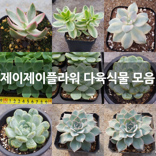 예쁘고 다양한 다육식물 (제이제이플라워) 다육식물
