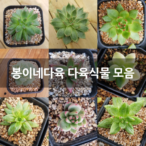 봉이네다육 다육식물 모음 다육금