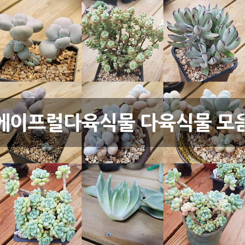 에이프럴다육식물 다육식물 모음 다육식물