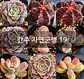 간주 19|Pachysedum Ganzhou
